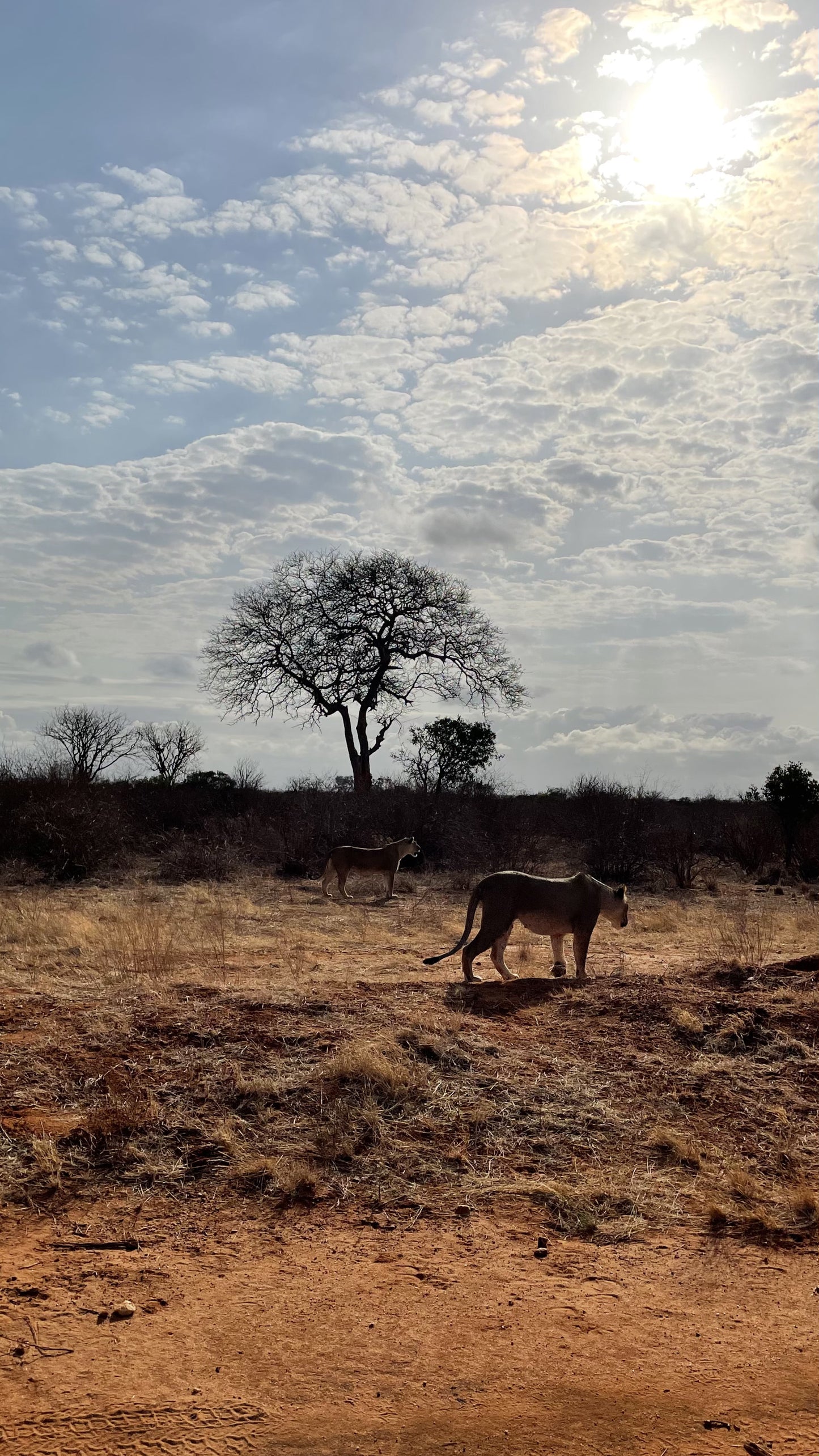 Kenia – complete safarireis + richtprijzen | Big Five spotten | Parelwit strand |Digitaal stappenplan