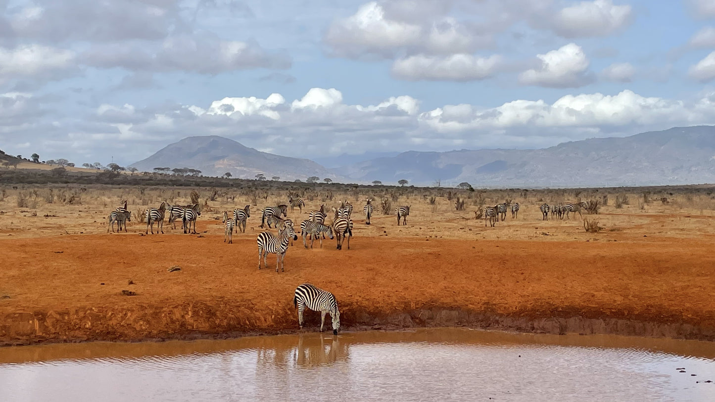 Kenia – complete safarireis + richtprijzen | Big Five spotten | Parelwit strand |Digitaal stappenplan