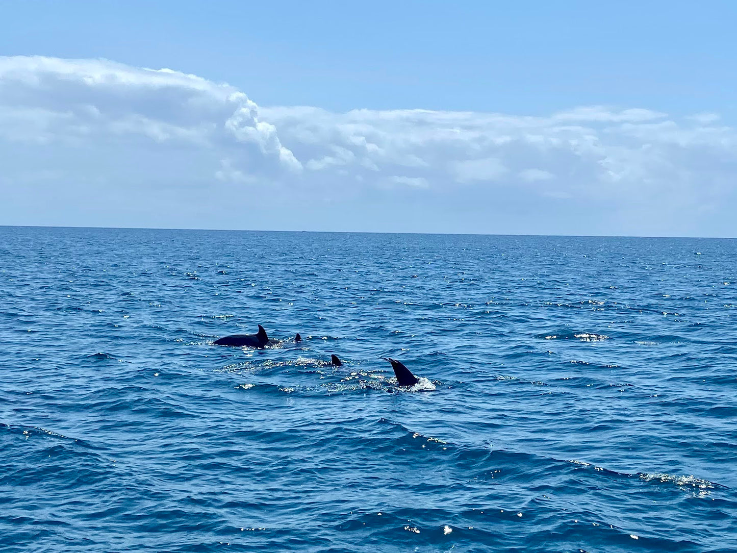 Kenia – complete safarireis + richtprijzen | Big Five spotten | Parelwit strand |Digitaal stappenplan